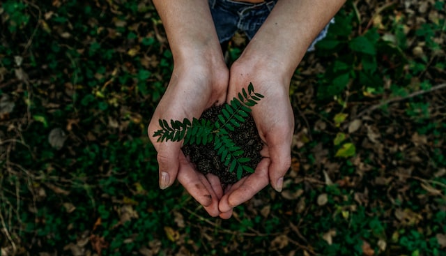 planting tree